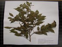 Herbarium sample